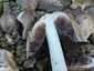 Barnapikkelyes tintagomba (Coprinopsis romagnesiana), Budapest